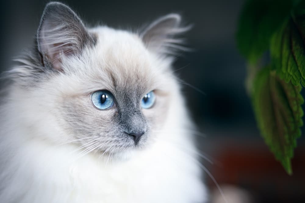 Neva Masquerade-kat met blauwe ogen
