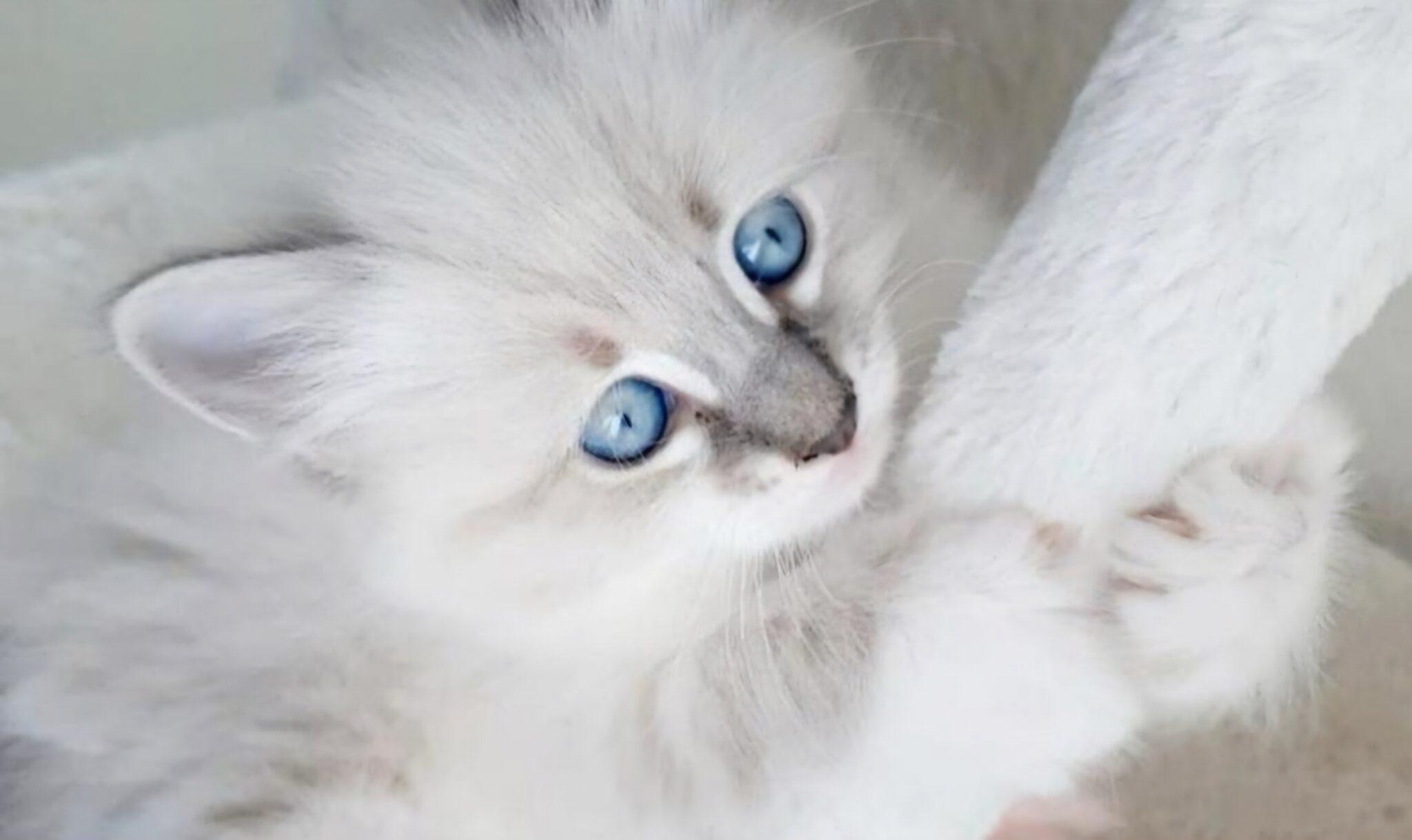 Witte Neva Masquerade-kat met blauwe ogen